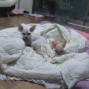 와와네 수제간식 이미지