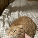 카로스치킨 이미지