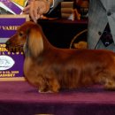 오렌지애견 이미지