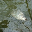 새미 낚시터 이미지