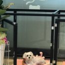 루이펫샵 이미지