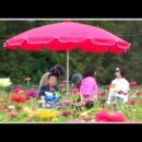 계양아라온의 백일홍 이미지