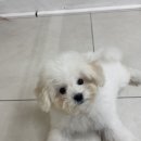 바른 애견 이미지