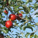 사과나무 이미지