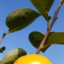 현천농장 이미지