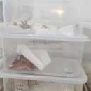 대전 베이비파충류샵 포스 설치후기/ 도소매업 포스기 설치