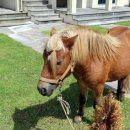 스파벨리스 이미지