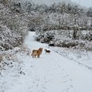 댕댕이라이프 이미지