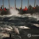 태풍참치 이미지