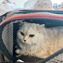 아이봄동물병원 이미지