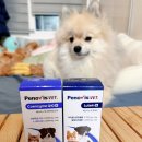 두리메디칼 | 페노비스 코엔자임 강아지 심장 영양제 추천 급여 편의성 보조사료 영양제