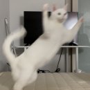 고양이 습식(주식캔) 기호성 테스트 후기