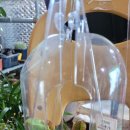 벌레 잡이 식물인 퍼플리아 와 파리지옥 이미지