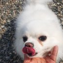 용인별바라기 이미지