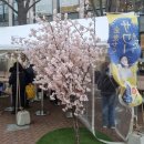 일본 여행 [삿포로] 산토리 금보리 사워 맥주축제