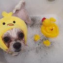 삐삐펫살롱 이미지