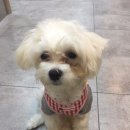 분당 필동물병원 이미지