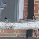 파란하늘민박 이미지