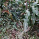 수수 Sorghum bicolor (L.) Moench 이미지