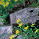 기린초(麒麟草)-Sedum kamtschaticum Fisch 이미지