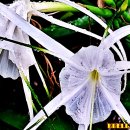 백합수선 - 원주시 반곡길 62 | 백합수선