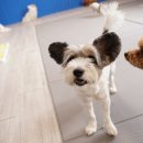 오드리 독 이미지