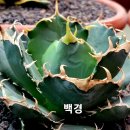 백경 이미지