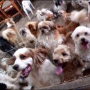 ['08.06.03] Topics : Park Kyung-ni & a dog shelter 이미지