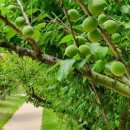 2025 섬 홍매화축제 이미지