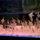 골든엔젤 이미지