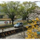 꽃보라동산 이미지