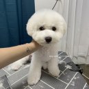 비비드봉