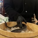 미락장어 이미지