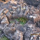 온평리-2 이미지