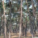 소나무숲 이미지