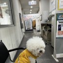 공독 | 공덕동 강아지 미용실 “공독” 비숑프리제 스포팅 미용후기🐶🤍