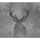 녹용본초원 이미지
