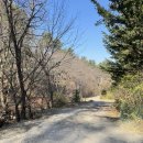 코아애견 이미지