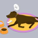 쿠키동물병원 이미지