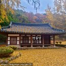 함안향교 | [경남/함안]거제 공곶이 &#39;황화코스모스&#39; 실패 후, 함안 &#39;향교&#39; 은행나무 명소 방문기