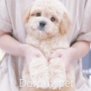 동편상가 | 대구강아지분양 꼼꼼히 알아보고 방문한 동편상가 후기🐶✨