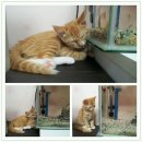묵이네 냥이 이미지