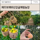 하영농장 | 제주 감귤체험 ,제주도 꼭 가볼만한 곳 이색체험 보메와산감귤체험농장
