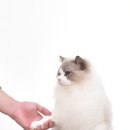 랙돌캐터리 아이돌스 전주고양이분양 | 전주 고양이 가정 분양 :: 아이돌스랙돌캐터리
