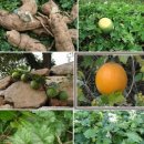 하늘타리 이미지