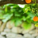 권씨농장 이미지