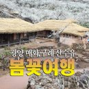 광양매화마을 구례산수유마을 출사 수효조사 이미지