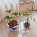 블랙호프 | 식물 | ‘플랜트마흘‘ 에서 봄맞이 반려식물 들인 후기💚 호프셀렘, 아스파라거스 나누스 키우는법