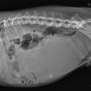 청라종합동물병원 이미지