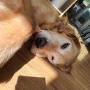 풀이랑가위랑 | 서울 근교 용인 대형견동반가능 취사가능 애견수영장 "골드펫n도그베이" 비수기 재방문!(테이블비 무료)